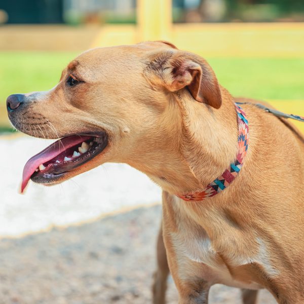 Gus, a tan short-coated dog with a patterned collar, in profile with his tongue out